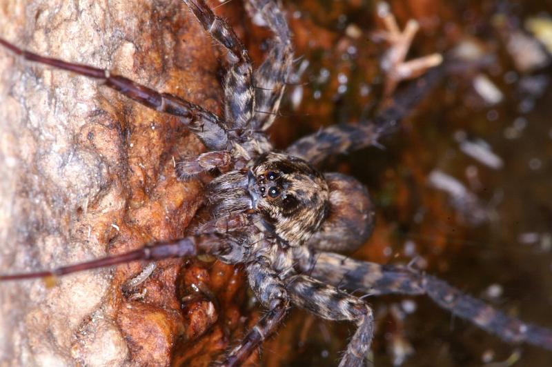 Dolomedes_ZZ321_D3594_Z_86_Mt Augustus_Australie.jpg